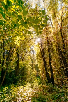 Inextricable and luxuriant yellow autumn forest in a sunny day