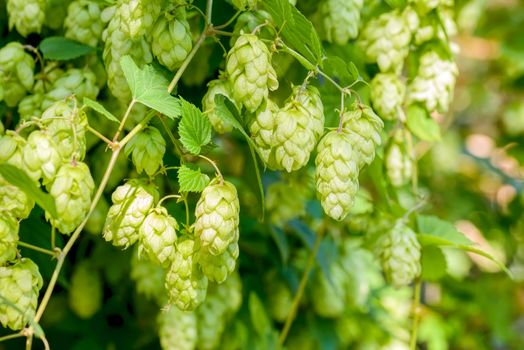 Female flowers of Humulus lupulus, also called hops, in the forest under the warm sun