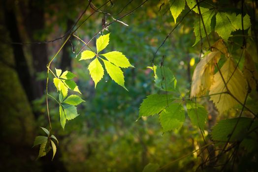 Virginia Creeper leaves illuminated by a sunbeam in dark woods in autumn