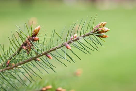 Fir buds and needles in early spring, on a blurred background