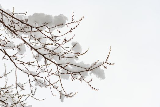 Closeup of an elm branch with buds covered by fresh snow on it during the cold winter