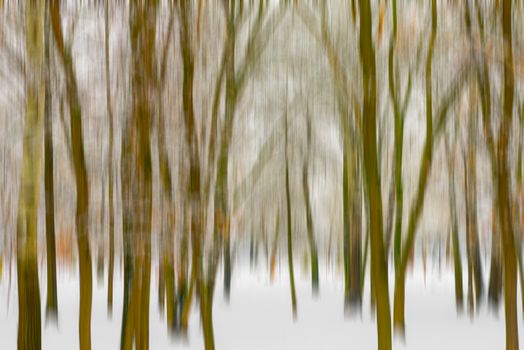 Motion blur effect of trees in a forest under the snow in winter