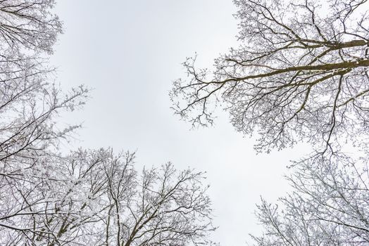 Looking up at the sky through  willows and poplars trees fcovered by snow during a cold and icy winter winter