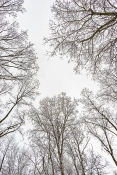 Looking up at the sky through  willows and poplars trees fcovered by snow during a cold and icy winter winter