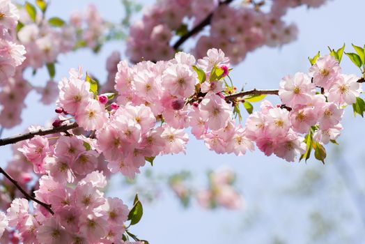 Nice pink Cherry Blossom flowers under the warm spring sun