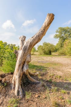 A Stripped tree trunk appears like a modern sculpture