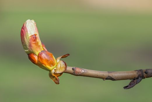 Macro of a horse-chestnut (aesculus hippocastanum) sprout under the warm spring sun