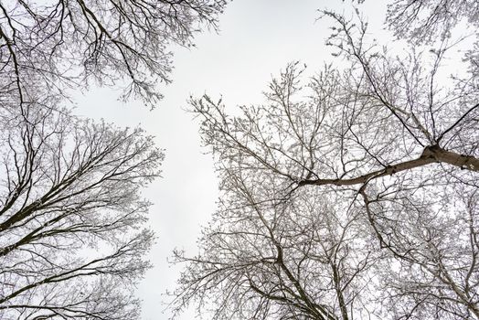 Looking up at the sky through  willows and poplars trees fcovered by snow during a cold and icy winter winter