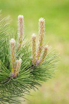 Pinus Silvestris, pine tree, female flower under the warm sun during the spring season. (Selective focus)