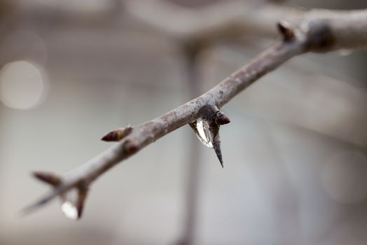 Bud and frozen water drop on a tree branch during winter