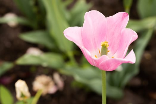 A delicate pink tulip under the warm spring sun, in the garden