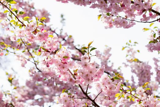 Nice pink Japanese Cherry Blossom flowers, Sakura, under the warm spring sun