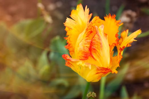 Close up of a yellow, orange and red fringed tulip, tulipa crispa, in the garden.