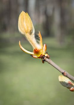 Macro of a horse-chestnut (aesculus hippocastanum) sprout under the warm spring sun