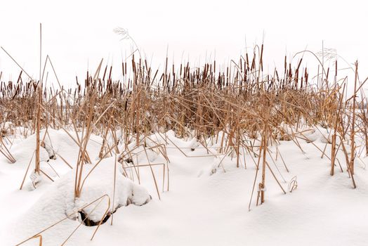 Dry Typha Latifolia flowers , also called Cattails, in the snow close to the frozen Dnieper river covered by the snow in winter, in Kiev, Ukraine