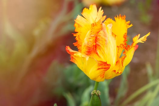 Close up of a yellow, orange and red fringed tulip, tulipa crispa, in the garden.