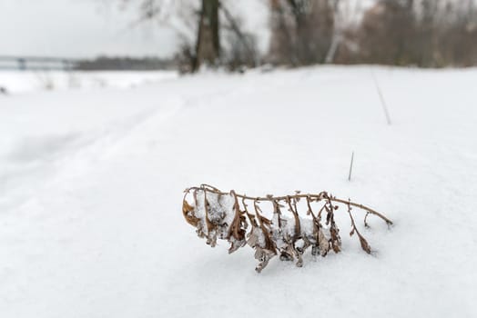A dry plant emerges from the snow during the cold winter