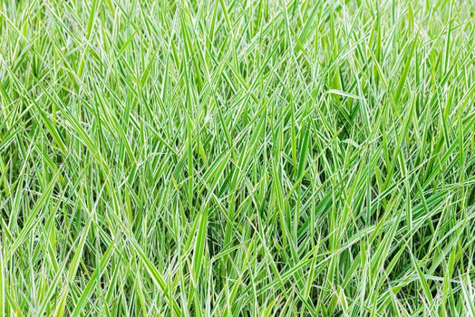 Green and white Phalaris arundinacea leaves, also known as reed canary grass and gardener's garters, growing in a park at the beginning of spring, in Kiev, Ukraine