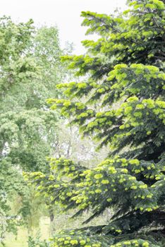 Young needles from Abies nordmanniana also known as Nordmann fir or Caucasian fir. The new needles are a tender green  color in spring