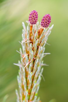 Pinus Silvestris, pine tree, red female flower under the warm sun during the spring season. (Selective focus)