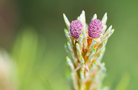 Pinus Silvestris, pine tree, red female flower under the warm sun during the spring season. (Focus stacking)