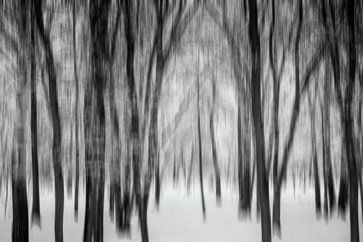 Motion blur effect of trees in a forest under the snow in winter