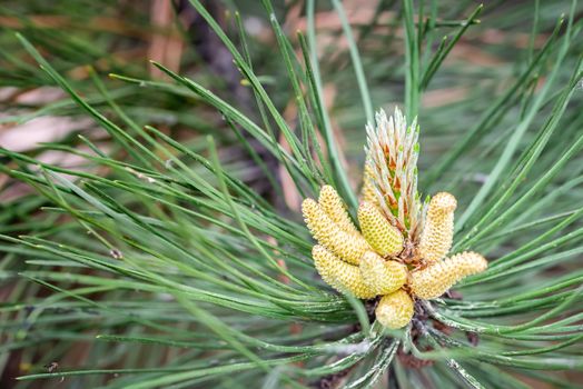 Pinus Silvestris, pine tree, male flower under the warm sun during the spring season. (Selective focus)
