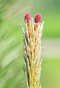 Pinus Silvestris, pine tree, red female flower under the warm sun during the spring season. (Focus stacking)