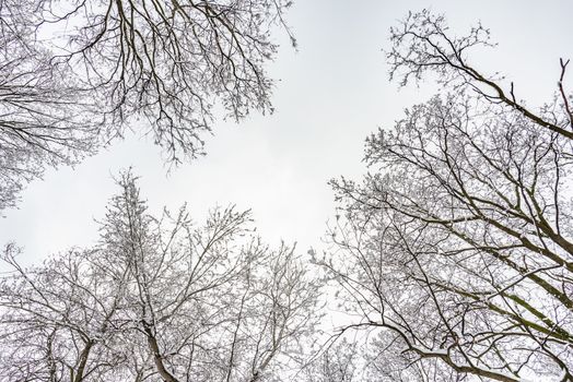 Looking up at the sky through  willows and poplars trees fcovered by snow during a cold and icy winter winter