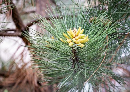 Pinus Silvestris, pine tree, male flower under the warm sun during the spring season. (Selective focus)