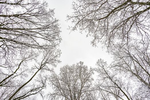 Looking up at the sky through  willows and poplars trees fcovered by snow during a cold and icy winter winter