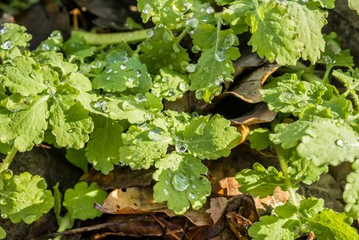 Chelidonium majus, also called greater celandine or tetterwort with rain drops in the forest