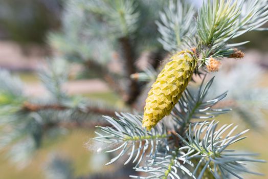 Picea Pungens 'Glauca',  Blue Spruce, young cone, under the soft spring sun