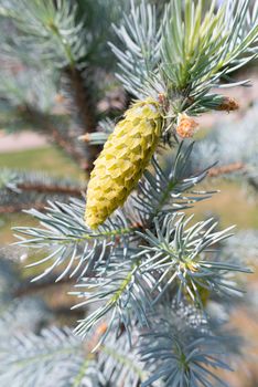 Picea Pungens 'Glauca',  Blue Spruce, young cone, under the soft spring sun