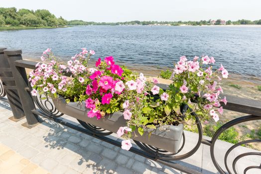 Hanging garden of pink petunia roses close to the Dnieper river in  Kiev, Ukraine, under a warm spring sun. The flowers are placed in a basket suspended to the balustrade