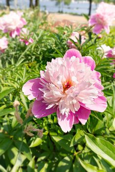 A pink  peony, or paeony, in the garden under the soft spring sun, close to the Dnieper river in Kiev, Ukraine