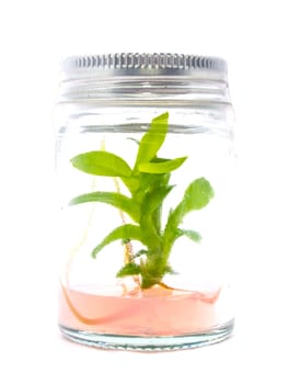 Plant grow in bottle isolated