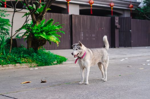 The dog standing on the road in front of home