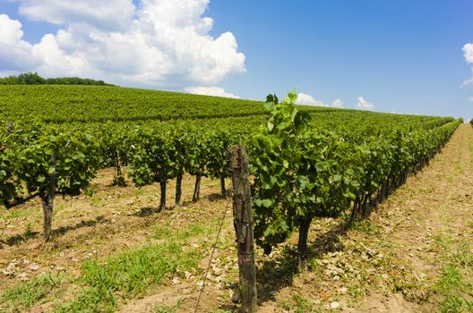 On of the many vineyards in Tokai, Hungary