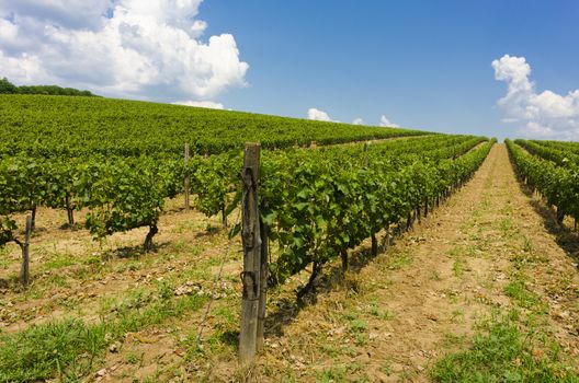 On of the many vineyards in Tokai, Hungary