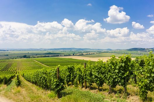 On of the many vineyards in Tokai, Hungary