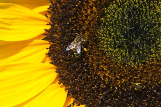 bee on sunflower collects pollen on a sunny day