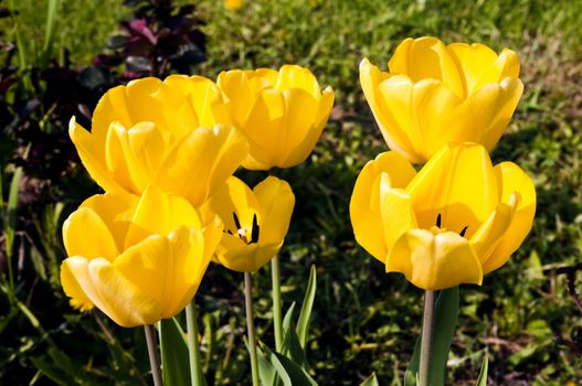 blossoming yellow tulips that are in the garden