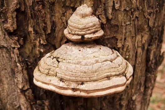 big mushroom on a tree in the forest