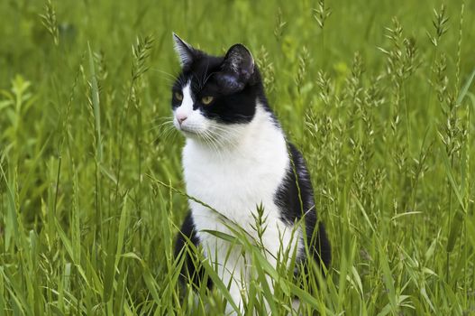 black and white cat sitting in the grass