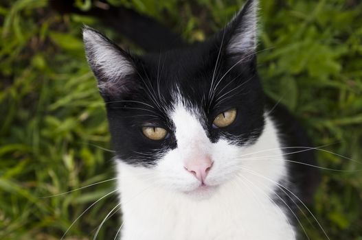 photos of black and white cat, with a focus on the eyes