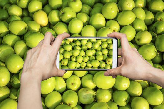 Girl taking pictures on mobile smart phone snap a Indian jujube, Chinese date, monkey apple, green balls pile in daylight