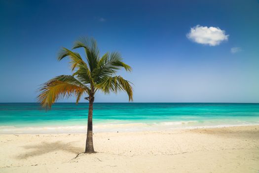 Vacation summer holidays background wallpaper - sunny tropical exotic Caribbean paradise beach with white sand, azure water and palm tree branches over blue sky. Caribbean Sea coast, Dominican republic, Saona island.