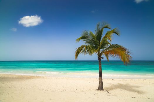 Vacation summer holidays background wallpaper - sunny tropical exotic Caribbean paradise beach with white sand, azure water and palm tree branches over blue sky. Caribbean Sea coast, Dominican republic, Saona island.