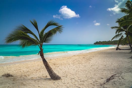 Vacation summer holidays background wallpaper. Sunny tropical exotic Caribbean paradise beach with white sand, azure water and palm tree branches over blue sky. Caribbean Sea coast, Dominican republic, Saona island.